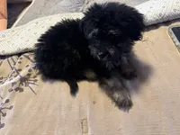 Phantom male, a male Miniature Aussiedoodle for sale in Weaverville, NC – 2 of 6