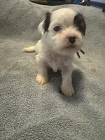 Shih Tzu/Maltess cross White male with brown , a male Maltese and Shih Tzu for sale in Weaverville, NC – 9 of 10