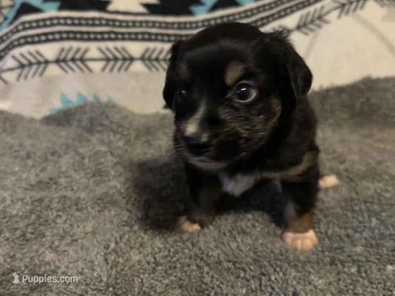 Toy/miniature Tri Aussiedoodle male – Miniature Aussiedoodle puppy for sale in Weaverville, NC