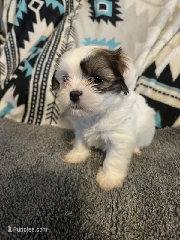 Shih Tzu/Maltess cross White male with brown  – Maltese, Shih Tzu puppy for sale in Weaverville, NC