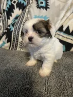 Shih Tzu/Maltess cross White male with brown , a male Maltese and Shih Tzu for sale in Weaverville, NC – 1 of 10