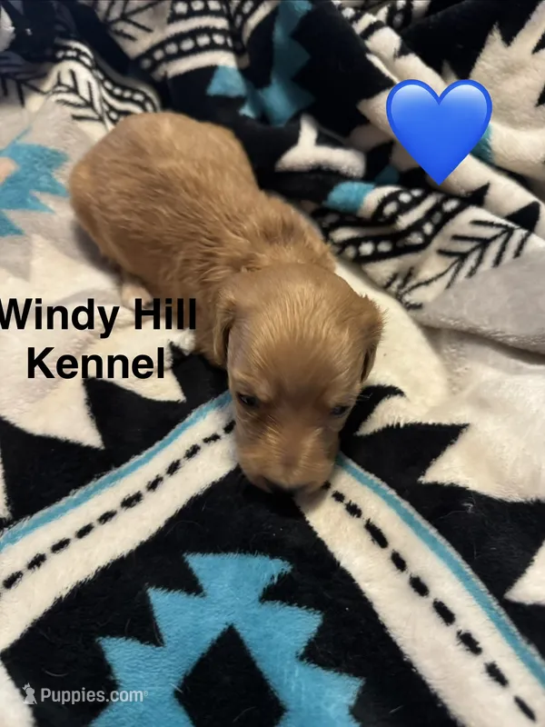 CKC Dark Cream Long Hair male – Miniature Dachshund puppy for sale in Weaverville, NC