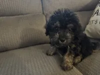 Phantom male, a male Miniature Aussiedoodle for sale in Weaverville, NC – 4 of 6