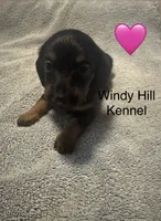 CKC Black and tan Long hair female , a female Miniature Dachshund for sale in Weaverville, NC – 3 of 10