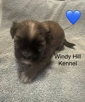 Shih Tzu / Maltese cross Sable male, a male Maltese and Shih Tzu for sale in Weaverville, NC – 5 of 9