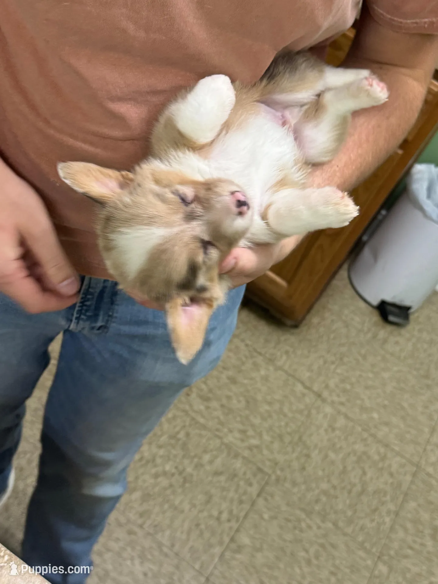 CKC Fawn/Isabella Merle male 2 Both eyes blue!!, a male Pembroke Welsh Corgi for sale in Weaverville, NC – Photo 2 of 9