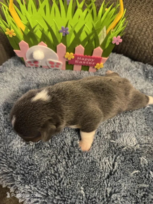 CKC registered Bluie tri female – Pembroke Welsh Corgi puppy for sale in Weaverville, NC