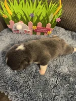 CKC registered Bluie tri female, a female Pembroke Welsh Corgi for sale in Weaverville, NC – Photo 1 of 7