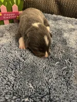 CKC registered Bluie tri female, a female Pembroke Welsh Corgi for sale in Weaverville, NC – Photo 2 of 7