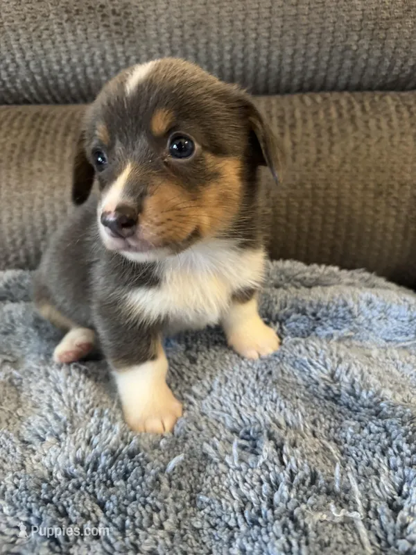 CKC registered Bluie tri female – Pembroke Welsh Corgi puppy for sale in Weaverville, NC