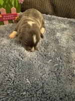 CKC registered Bluie tri female, a female Pembroke Welsh Corgi for sale in Weaverville, NC – Photo 3 of 7