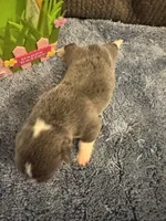 CKC registered Bluie tri female, a female Pembroke Welsh Corgi for sale in Weaverville, NC – Photo 7 of 7