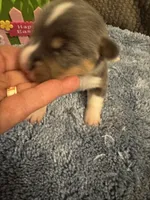 CKC registered Bluie tri female, a female Pembroke Welsh Corgi for sale in Weaverville, NC – Photo 4 of 7