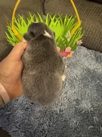 CKC registered Bluie tri female, a female Pembroke Welsh Corgi for sale in Weaverville, NC – Photo 5 of 7