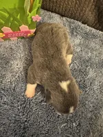 CKC registered Bluie tri female, a female Pembroke Welsh Corgi for sale in Weaverville, NC – Photo 6 of 7