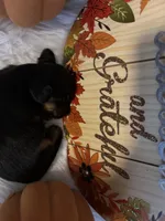 LH Black/tan female 1, a female Miniature Dachshund for sale in Weaverville, NC – Photo 6 of 6