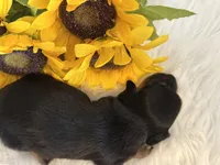 LH Black/tan female 1, a female Miniature Dachshund for sale in Weaverville, NC – Photo 4 of 6