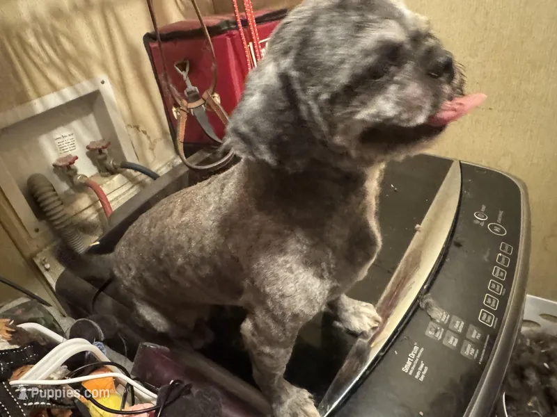 Digger , a male Shih Tzu for sale in Weaverville, NC – Photo 1 of 3