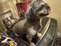 Digger , a male Shih Tzu for sale in Weaverville, NC – Photo 1 of 3