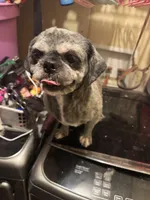 Digger , a male Shih Tzu for sale in Weaverville, NC – Photo 2 of 3