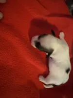 Mauxie white spotted female , a female Maltese and Miniature Dachshund for sale in Weaverville, NC – 6 of 6