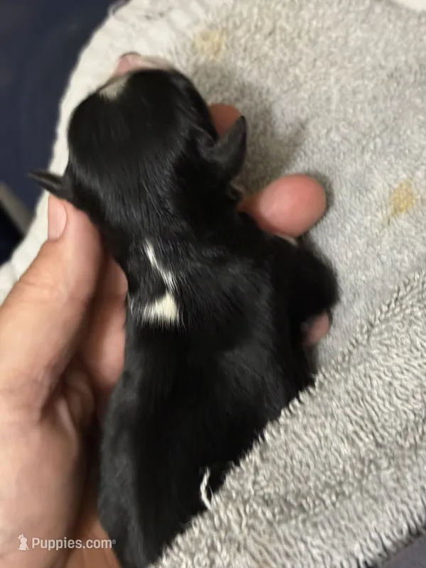 ASDR Black tri female 4 – Miniature Australian Shepherd puppy for sale in Weaverville, NC