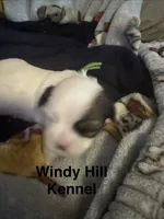 Shih Tzu/Maltess cross White male with brown , a male Shih Tzu for sale in Weaverville, NC – 2 of 6