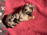 Blue Merle Male 1, a male Miniature Aussiedoodle for sale in Weaverville, NC – 2 of 4