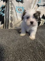 Shih Tzu/Maltess cross White male with brown , a male Maltese and Shih Tzu for sale in Weaverville, NC – 4 of 10