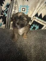 Shih Tzu / Maltese cross Sable male, a male Maltese and Shih Tzu for sale in Weaverville, NC – 2 of 9