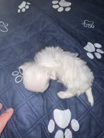 Small female  Maltese , a female Maltese for sale in Weaverville, NC – 6 of 10