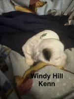 Shih Tzu/Maltess cross White male with brown , a male Shih Tzu for sale in Weaverville, NC – 4 of 6