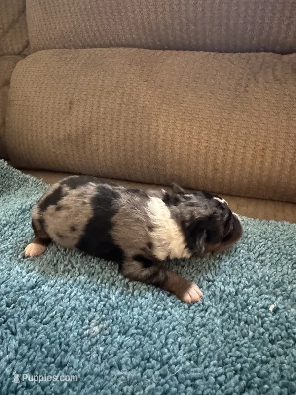 ASDR Blue Merle Male 1 – Miniature Australian Shepherd puppy for sale in Weaverville, NC