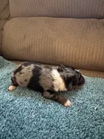 ASDR Blue Merle Male 1, a male Miniature Australian Shepherd for sale in Weaverville, NC – 1 of 4