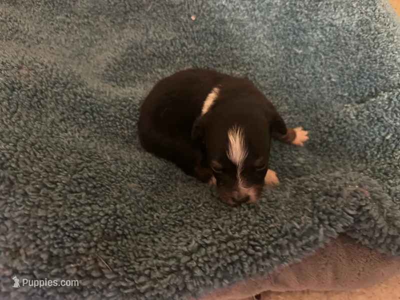 ASDR Black tri male – Miniature Australian Shepherd puppy for sale in Weaverville, NC