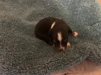 ASDR Black tri male, a male Miniature Australian Shepherd for sale in Weaverville, NC – 1 of 5
