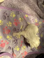 Male Maltese 2, a male Maltese for sale in Weaverville, NC – 3 of 5