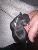 ASDR Black tri female 4, a female Miniature Australian Shepherd for sale in Weaverville, NC – 2 of 3
