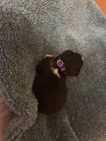 ASDR Black tri female 1, a female Miniature Australian Shepherd for sale in Weaverville, NC – 5 of 9