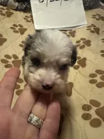 Blue Merle male 2 / possibly Blue eyes, a male Miniature Aussiedoodle for sale in Weaverville, NC – 5 of 10