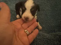 ASDR Black tri female 3, a female Miniature Australian Shepherd for sale in Weaverville, NC – 5 of 8