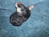 ASDR Blue Merle male 2, a male Miniature Australian Shepherd for sale in Weaverville, NC – 2 of 8