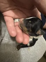 ASDR Black tri female 2, a female Miniature Australian Shepherd for sale in Weaverville, NC – 2 of 4