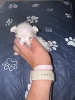 Small female  Maltese , a female Maltese for sale in Weaverville, NC – 5 of 10
