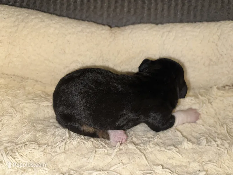 ASDR Black tri female 2