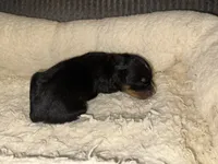 ASDR Black tri female 2, a female Miniature Australian Shepherd for sale in Weaverville, NC – Photo 4 of 6