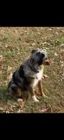 ASDR Black tri female 2, a female Miniature Australian Shepherd for sale in Weaverville, NC – Photo 5 of 6