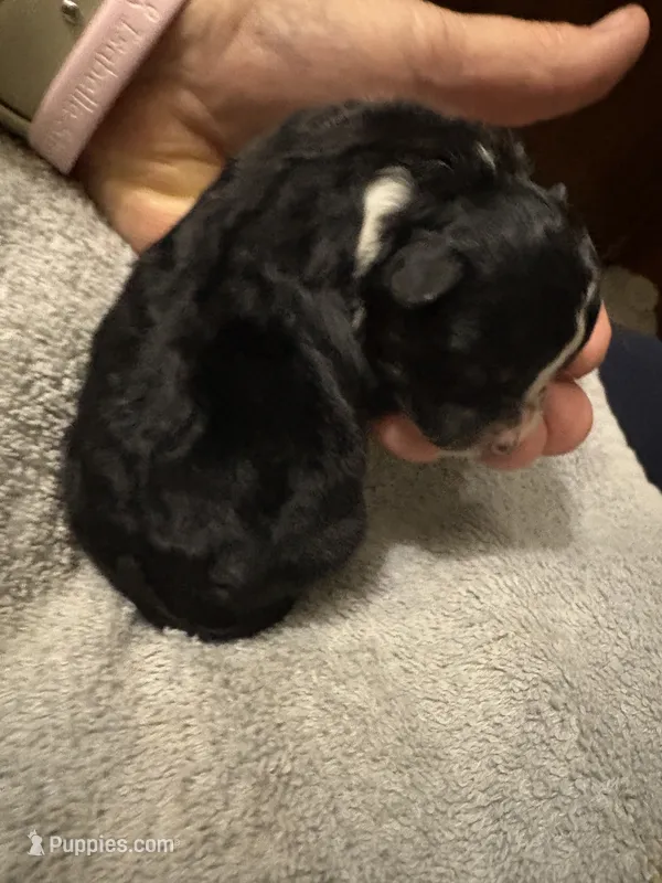 ASDR Black tri female 5 – Miniature Australian Shepherd puppy for sale in Weaverville, NC