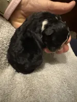 ASDR Black tri female 5, a female Miniature Australian Shepherd for sale in Weaverville, NC – 1 of 3