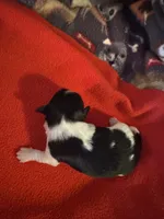Mauxie Black & white tri colored female , a female Maltese and Miniature Dachshund for sale in Weaverville, NC – 5 of 5